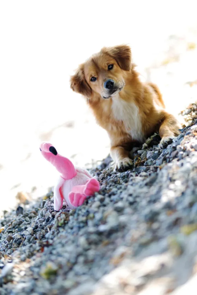 Flamingo Hundespielzeug